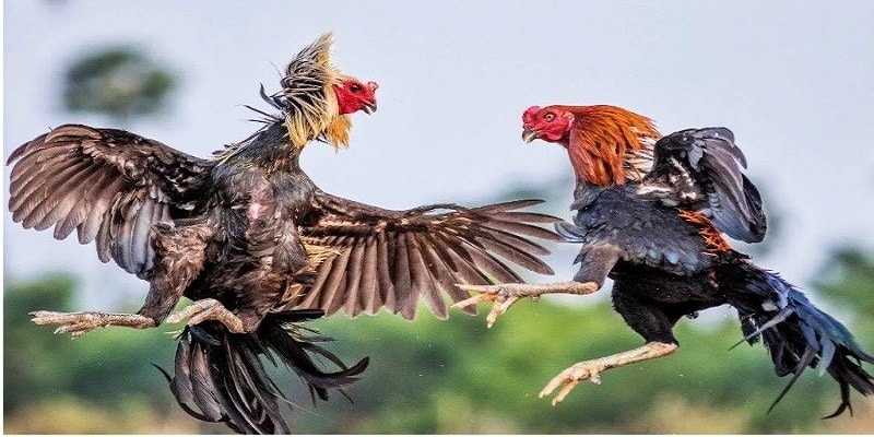 Hướng dẫn cá cược đá gà cho người mới bắt đầu